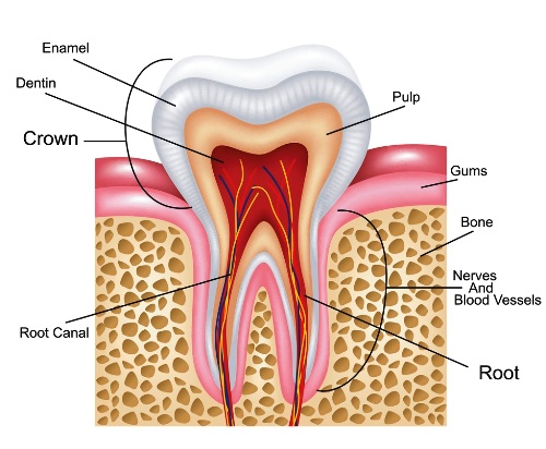 Root-canal-treatment-in-thane